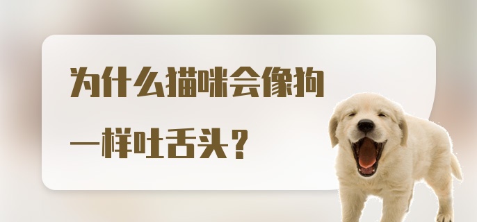 为什么猫咪会像狗一样吐舌头?