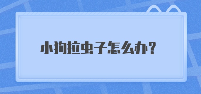 小狗拉虫子怎么办？