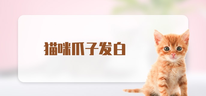 猫咪爪子发白