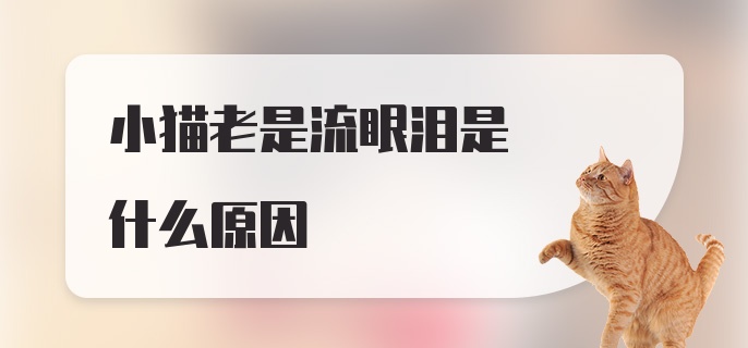 小猫老是流眼泪是什么原因