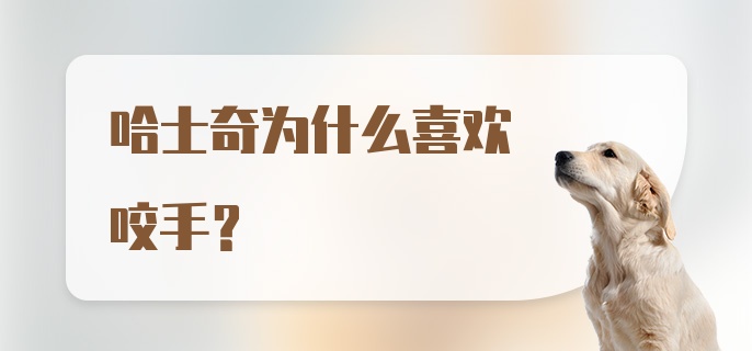 哈士奇为什么喜欢咬手？