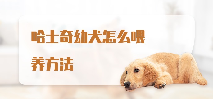 哈士奇幼犬怎么喂养方法