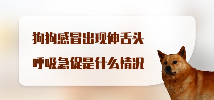 狗狗感冒出现伸舌头呼吸急促是什么情况