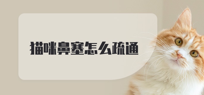 猫咪鼻塞怎么疏通