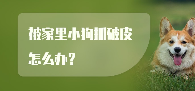 被家里小狗抓破皮怎么办？