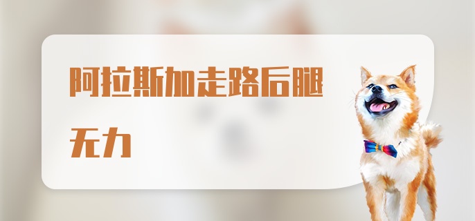 阿拉斯加走路后腿无力