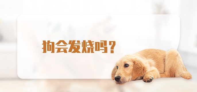 狗会发烧吗？