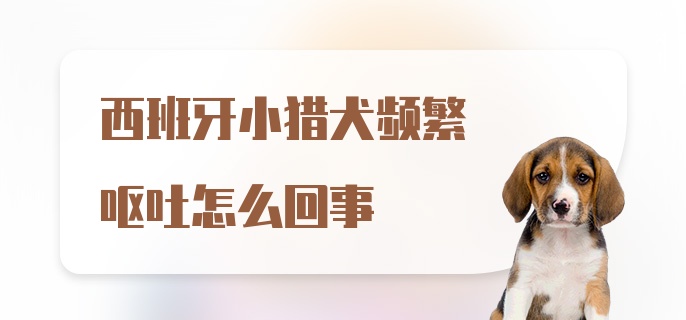 西班牙小猎犬频繁呕吐怎么回事