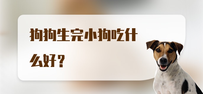 狗狗生完小狗吃什么好？