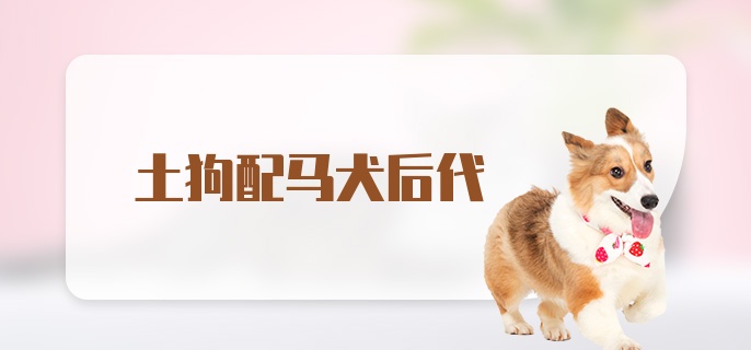 土狗配马犬后代