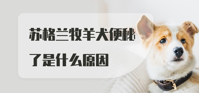 苏格兰牧羊犬便秘了是什么原因