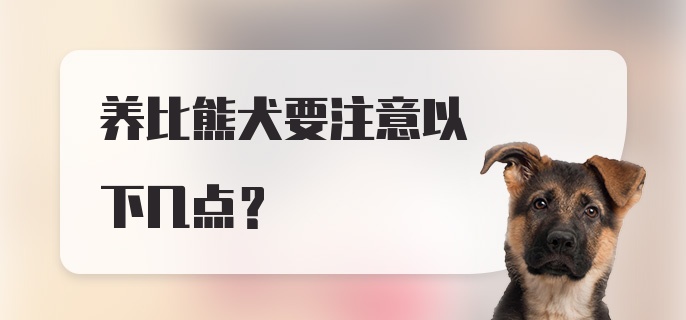 养比熊犬要注意以下几点？