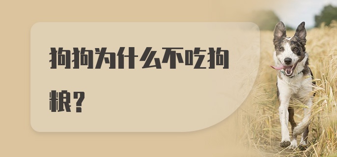 狗狗为什么不吃狗粮？