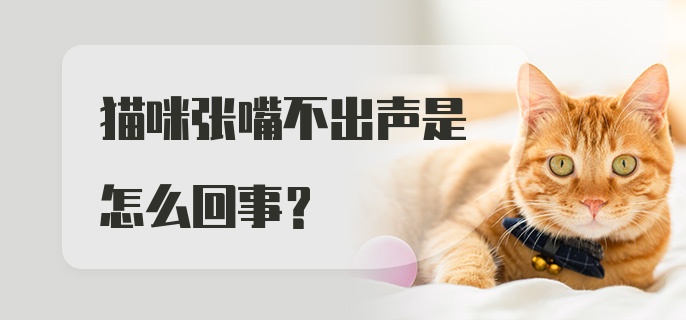 猫咪张嘴不出声是怎么回事?