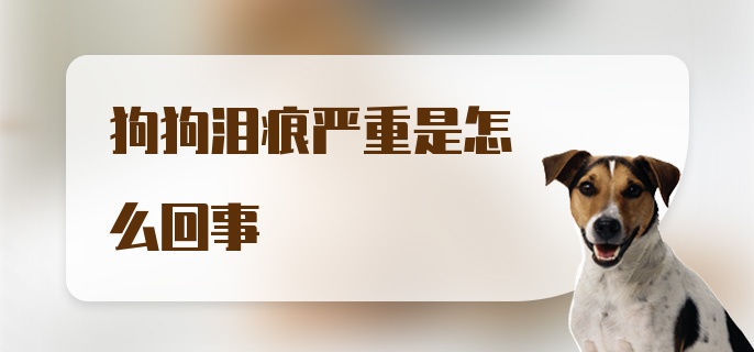 狗狗泪痕严重是怎么回事