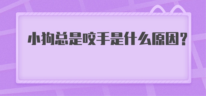 小狗总是咬手是什么原因?