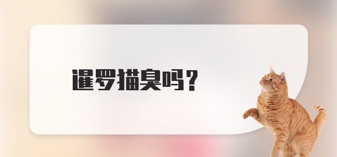 暹罗猫臭吗?