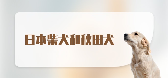 日本柴犬和秋田犬