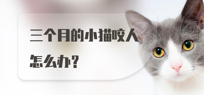 三个月的小猫咬人怎么办？