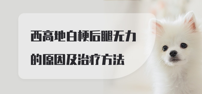 西高地白梗后腿无力的原因及治疗方法