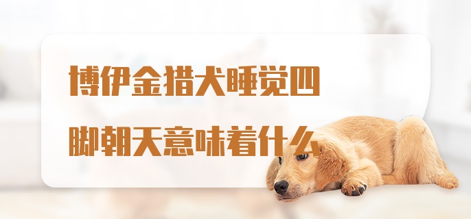 博伊金猎犬睡觉四脚朝天意味着什么