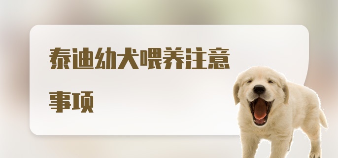 泰迪幼犬喂养注意事项