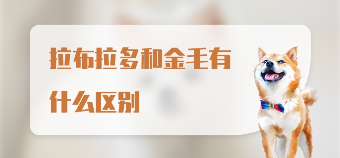 拉布拉多和金毛有什么区别