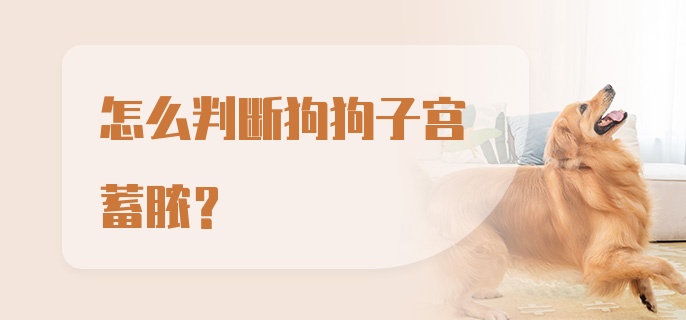 怎么判断狗狗子宫蓄脓？