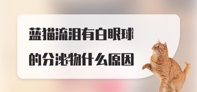 蓝猫流泪有白眼球的分泌物什么原因