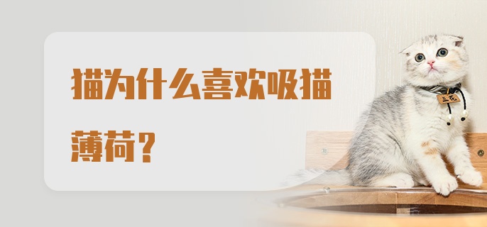 猫为什么喜欢吸猫薄荷？