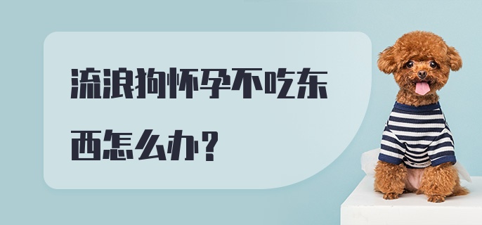 流浪狗怀孕不吃东西怎么办？