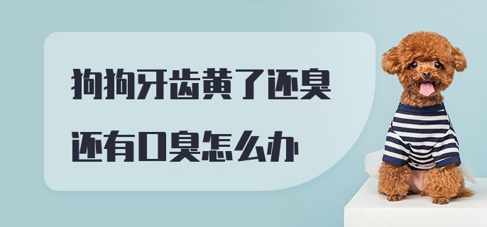 狗狗牙齿黄了还臭还有口臭怎么办