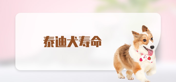 泰迪犬寿命