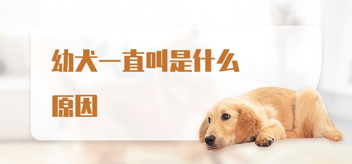 幼犬一直叫是什么原因