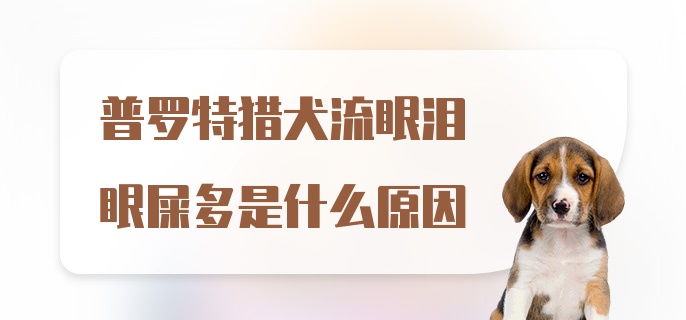 普罗特猎犬流眼泪眼屎多是什么原因