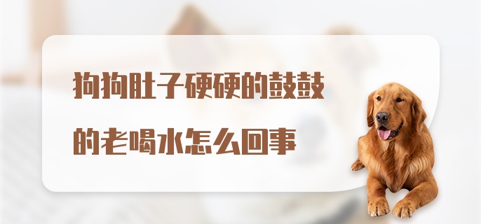 狗狗肚子硬硬的鼓鼓的老喝水怎么回事