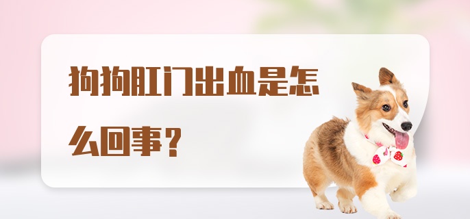 狗狗肛门出血是怎么回事?