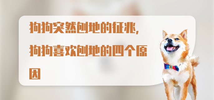 狗狗突然刨地的征兆，狗狗喜欢刨地的四个原因