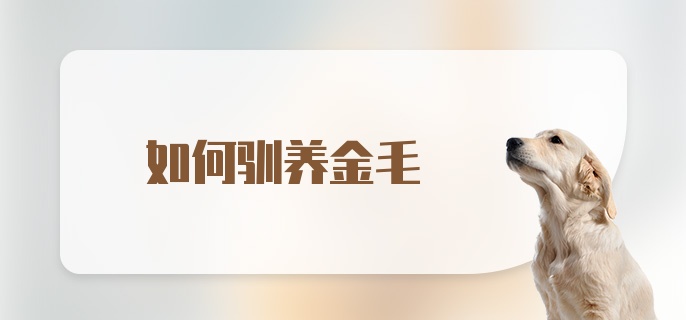 如何驯养金毛