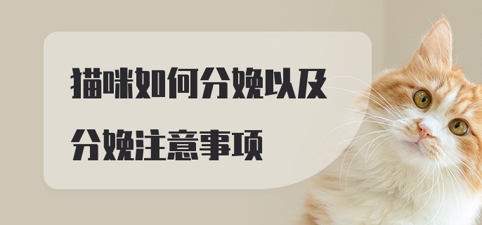 猫咪如何分娩以及分娩注意事项