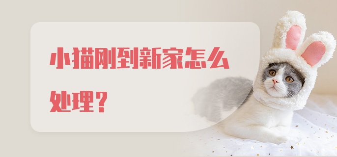 小猫刚到新家怎么处理？