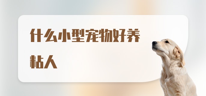 什么小型宠物好养粘人