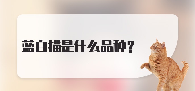 蓝白猫是什么品种？