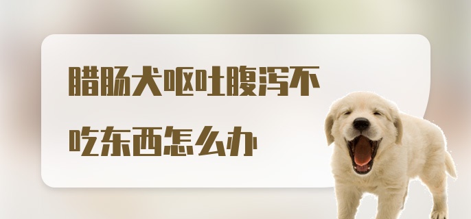 腊肠犬呕吐腹泻不吃东西怎么办