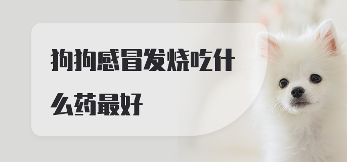 狗狗感冒发烧吃什么药最好