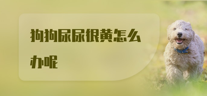 狗狗尿尿很黄怎么办呢