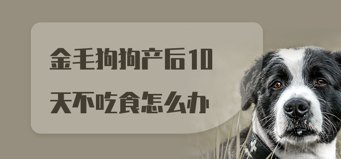 金毛狗狗产后10天不吃食怎么办