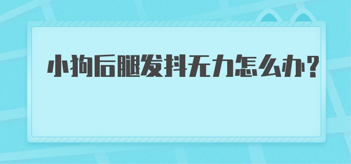 小狗后腿发抖无力怎么办？