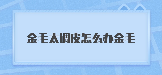 金毛太调皮怎么办金毛