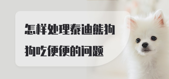 怎样处理泰迪熊狗狗吃便便的问题